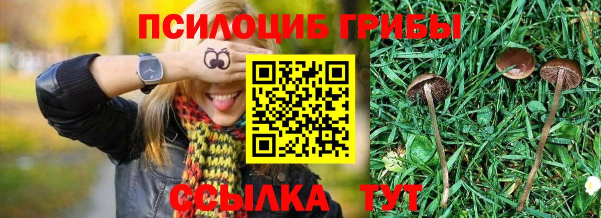 Галлюциногенные грибы Psilocybine cubensis Губкин
